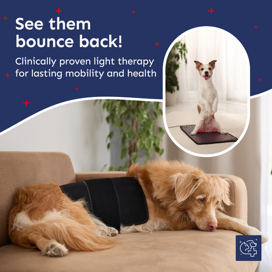 Pet Light™ Complete Care Kit