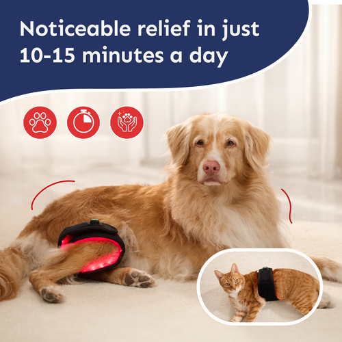 Pet Light™ Complete Care Kit