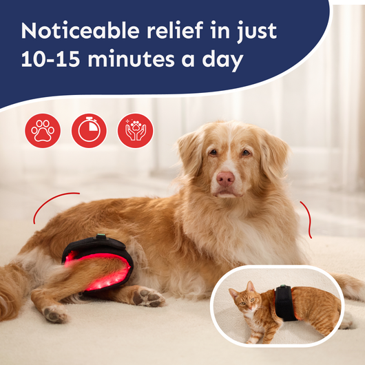 Pet Light™ Complete Care Kit